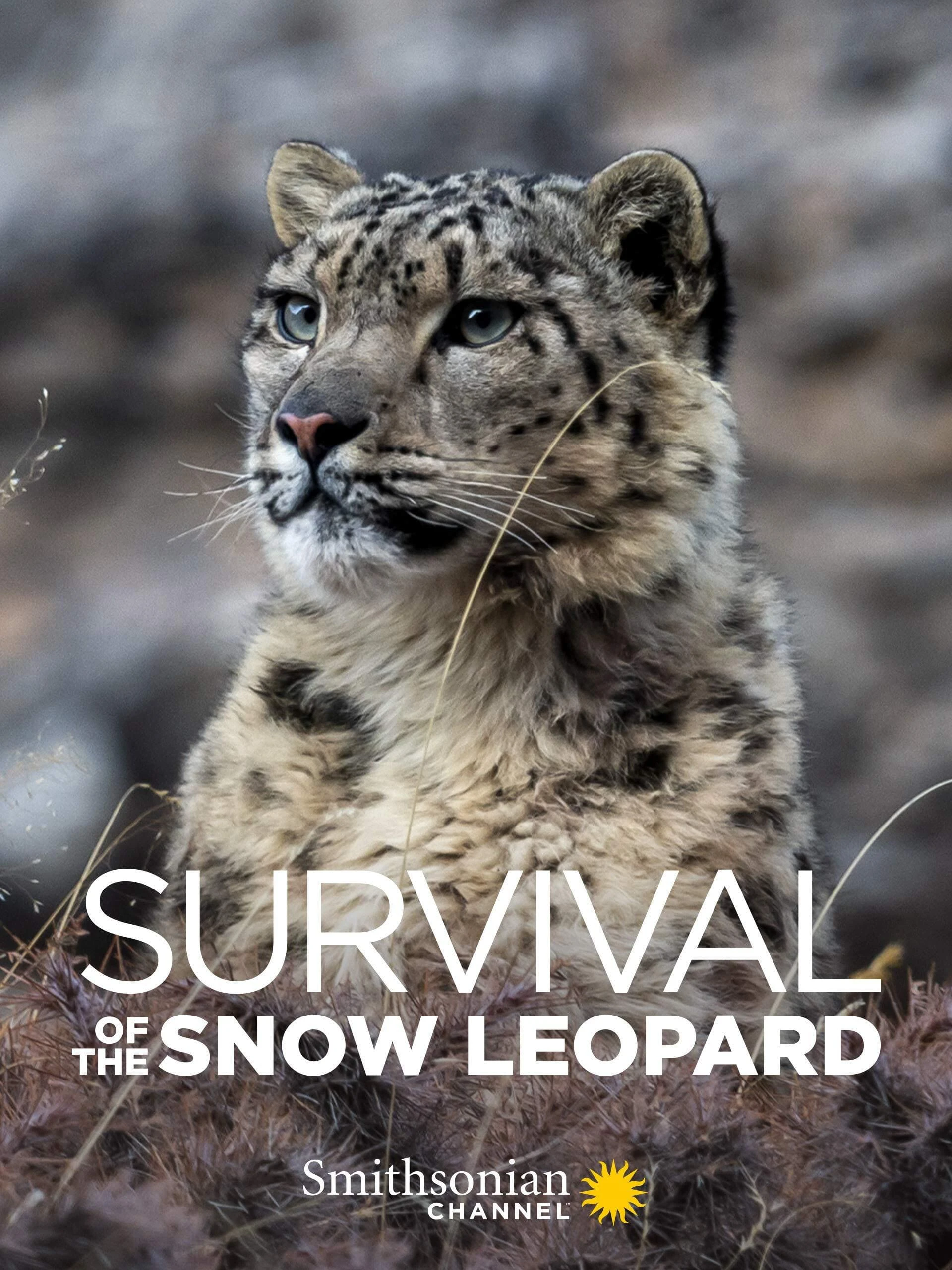 Phim Survival Of The Snow Leopard - Survival Of The Snow Leopard (2020)